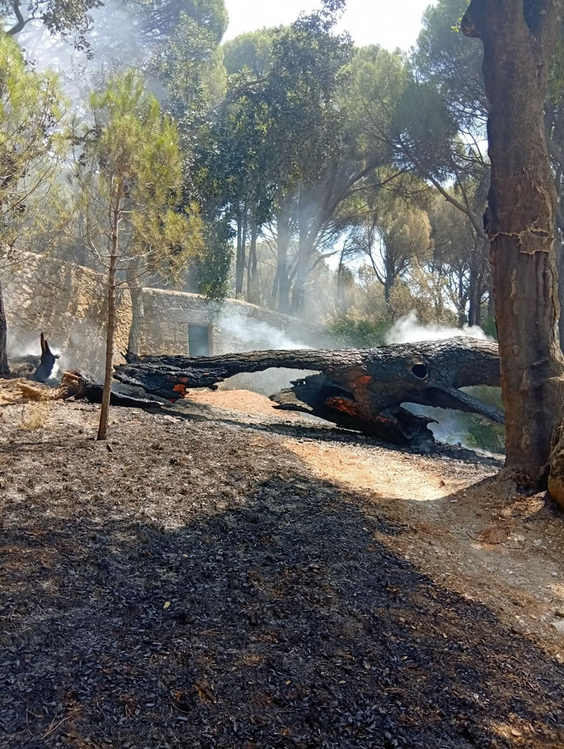 Incendio jardines La Pililla