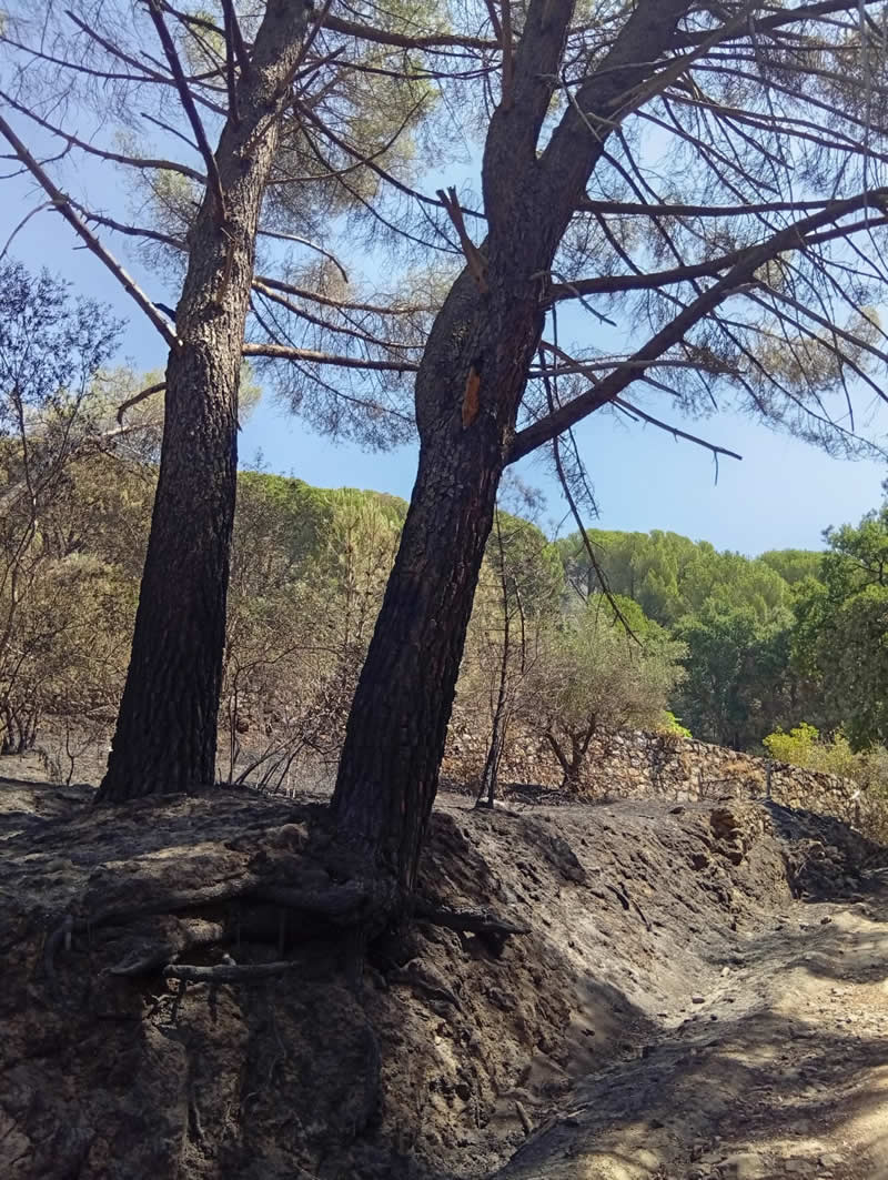 Incendio jardines La Pililla